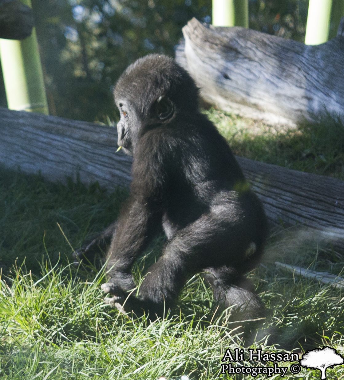 Image of a baby monkey at the San Diego zoo