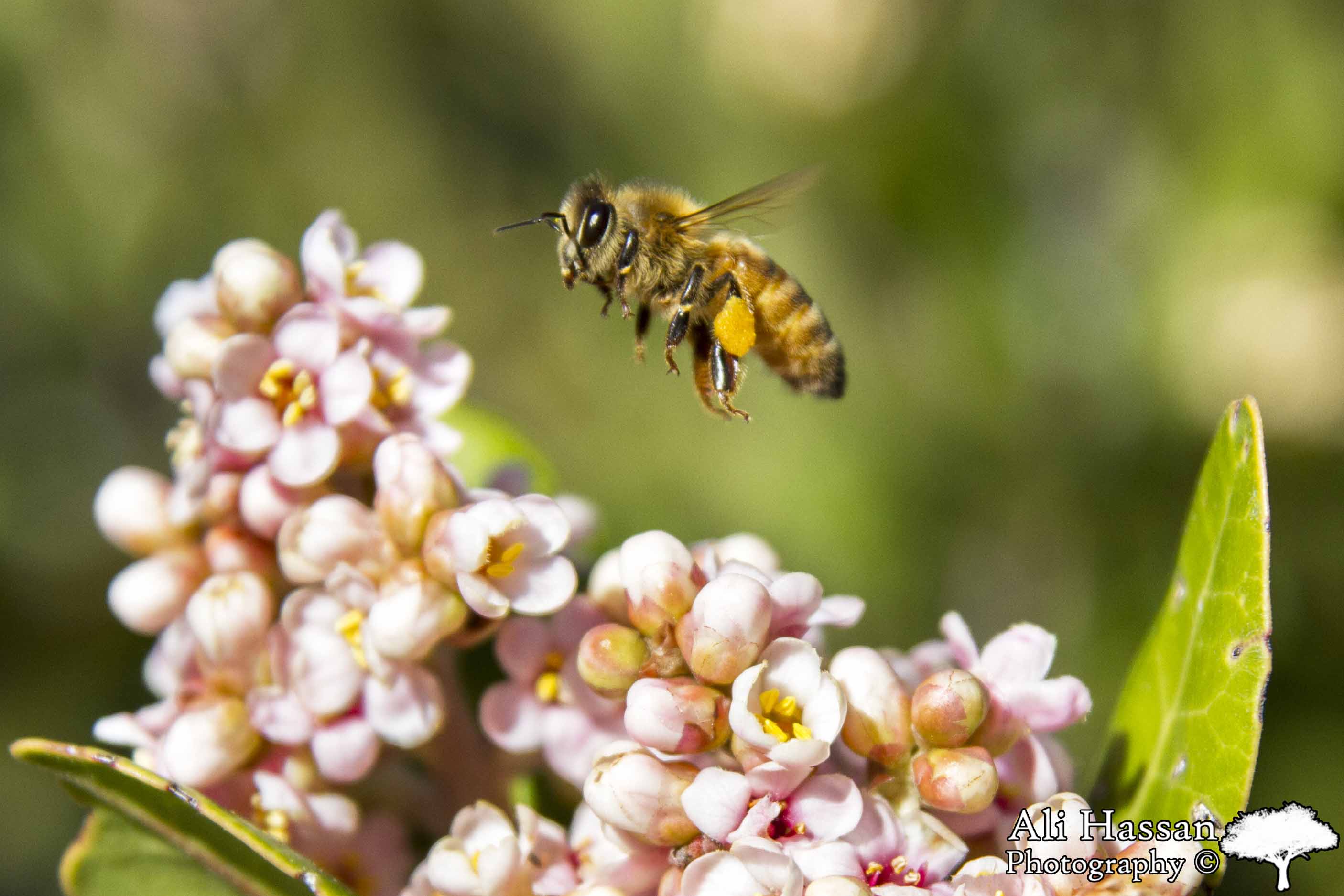 Bee pollinating