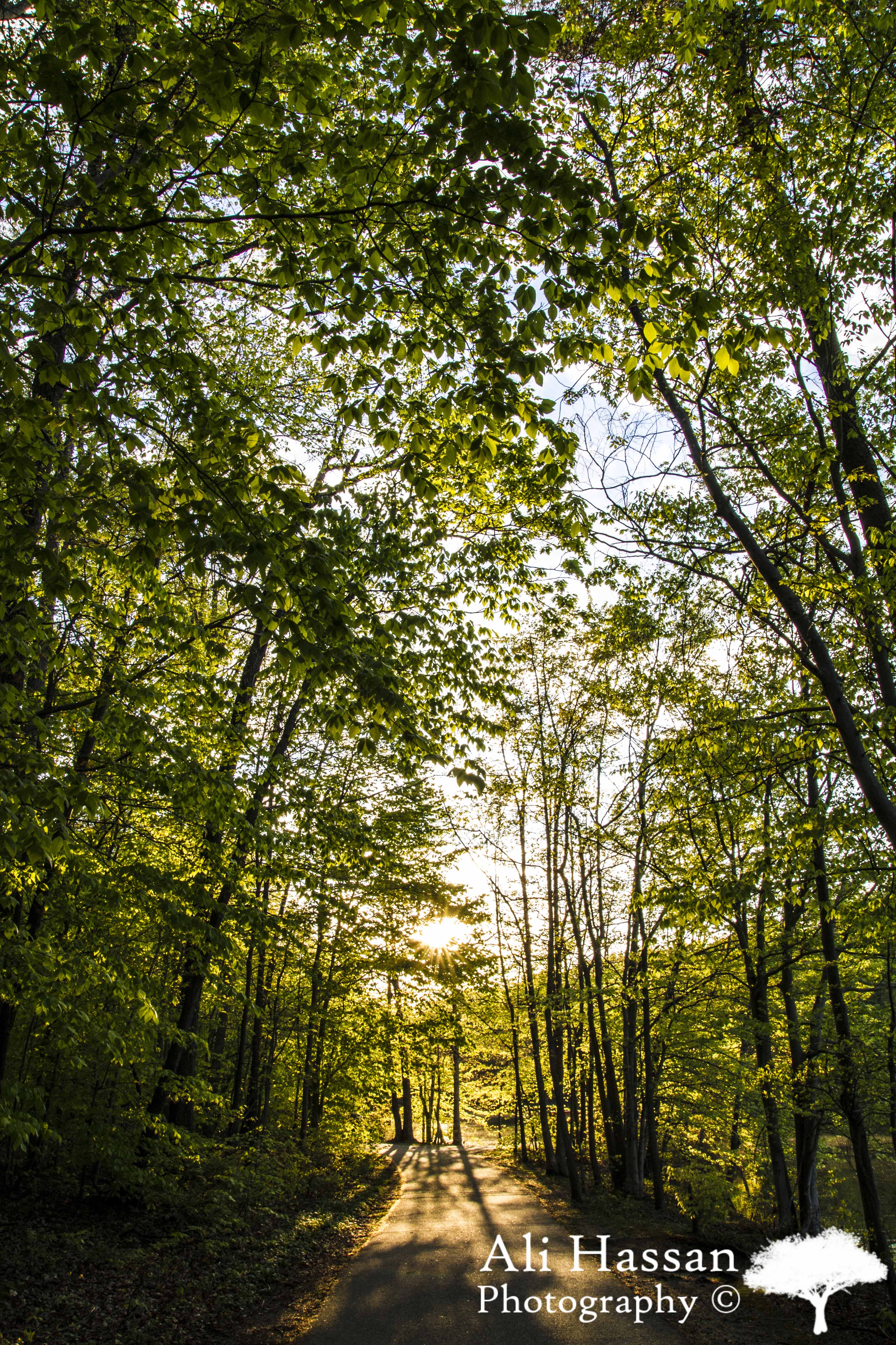 Image of Burke Lake Trail