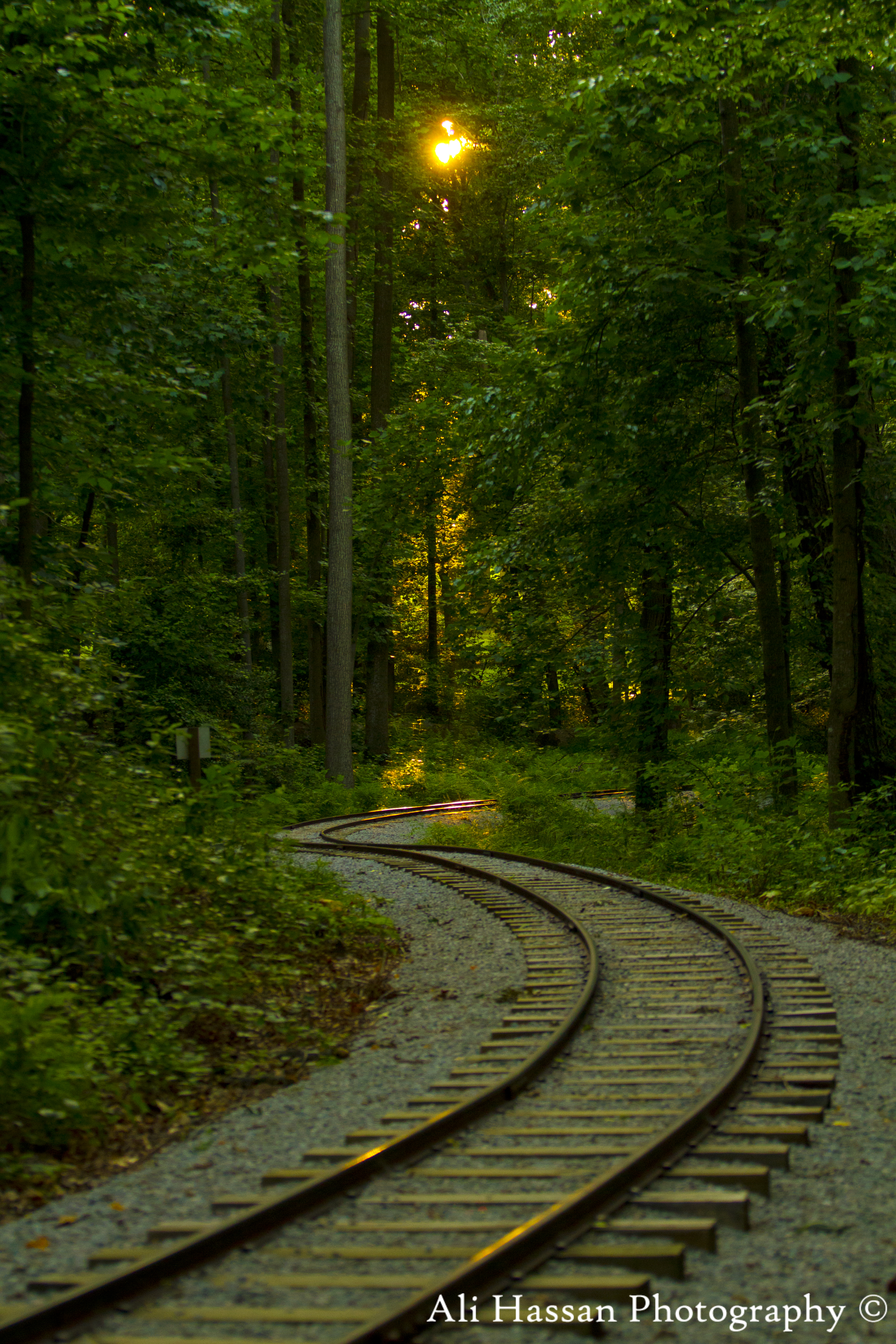 Image of Burke Lake Train Tracks