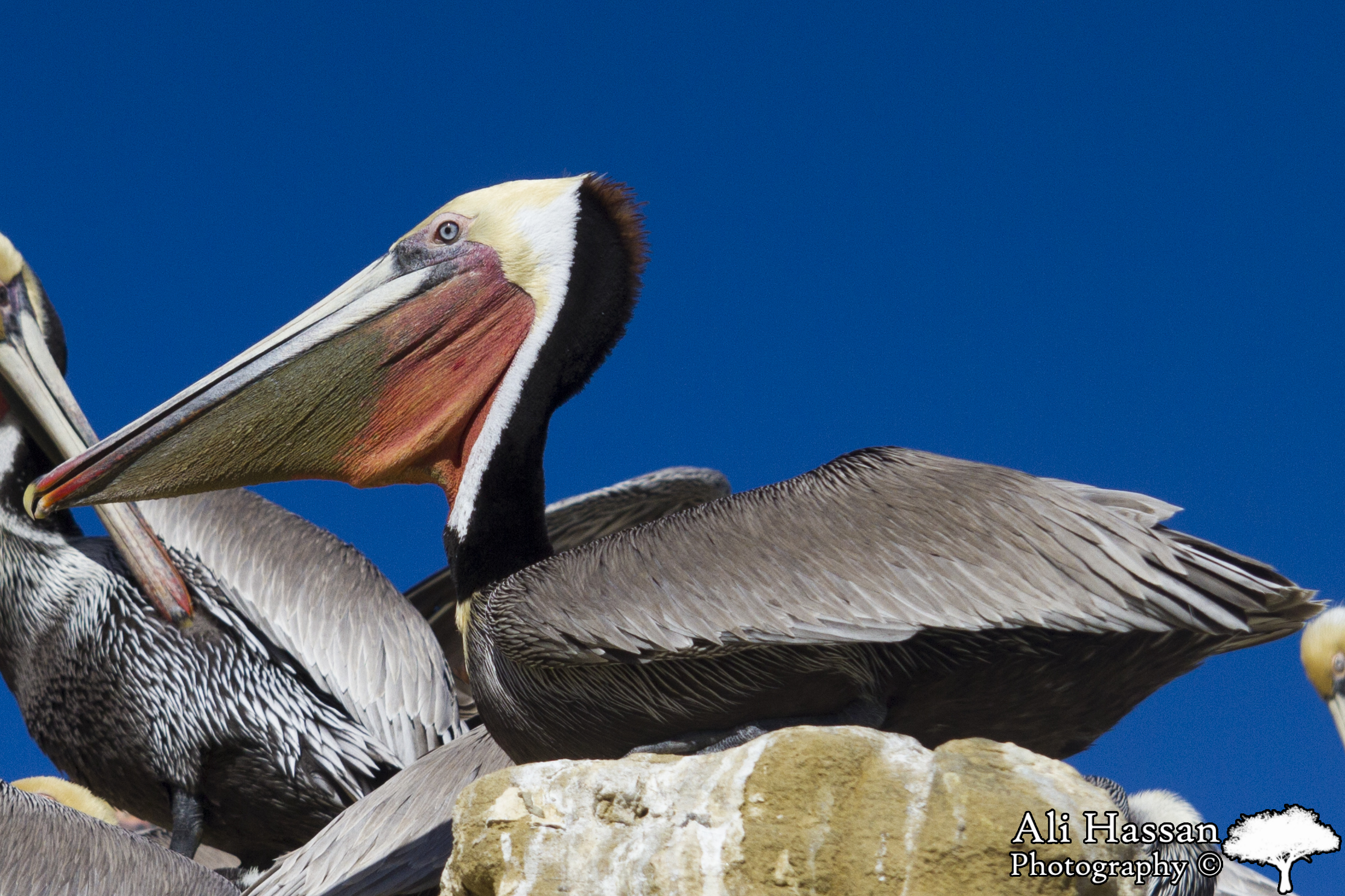 Pelican