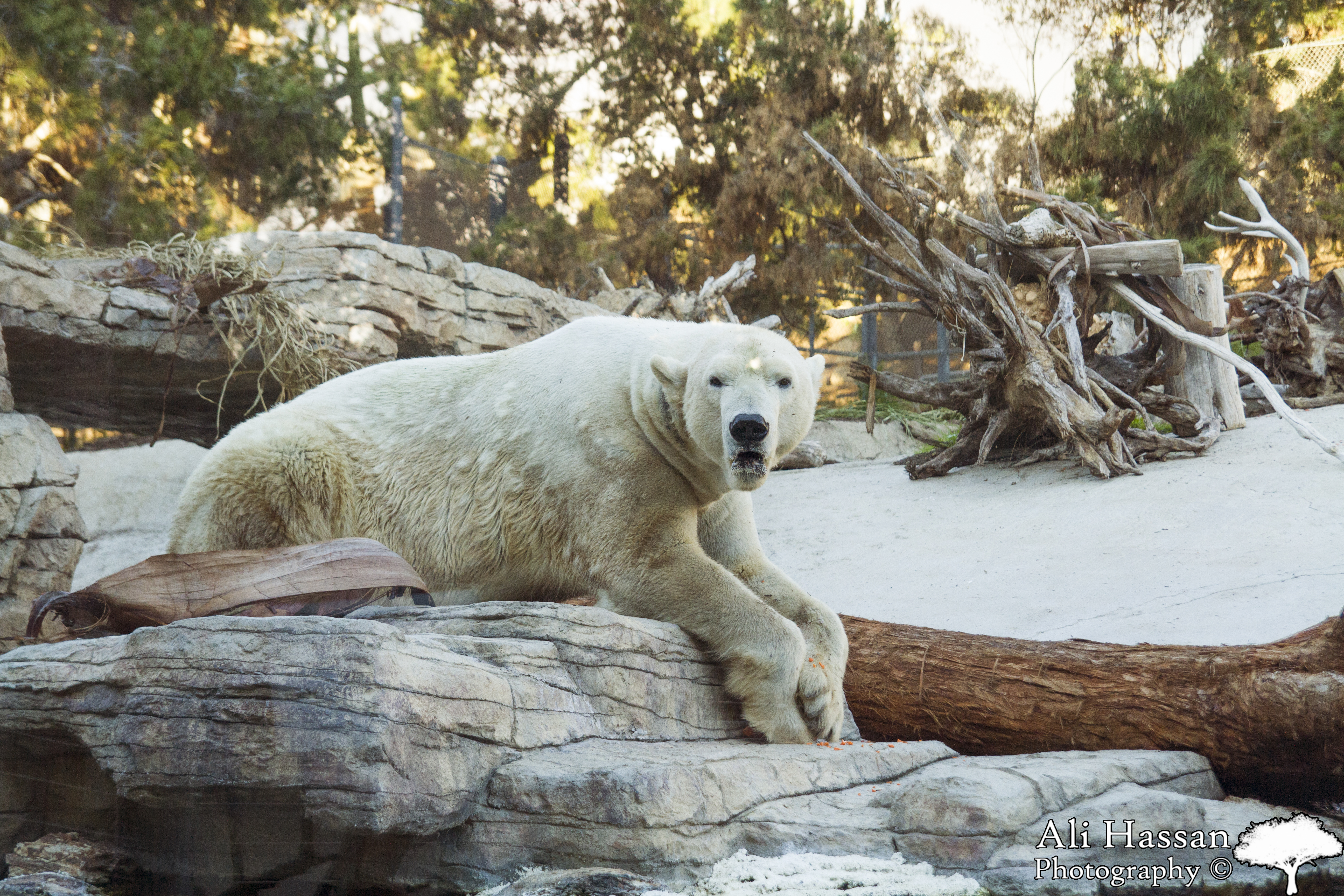 San Diego Zoo Polar Bear