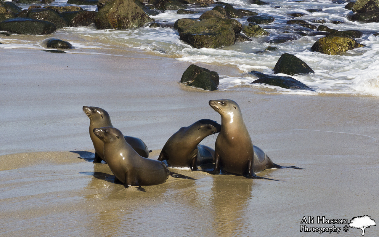 Seals