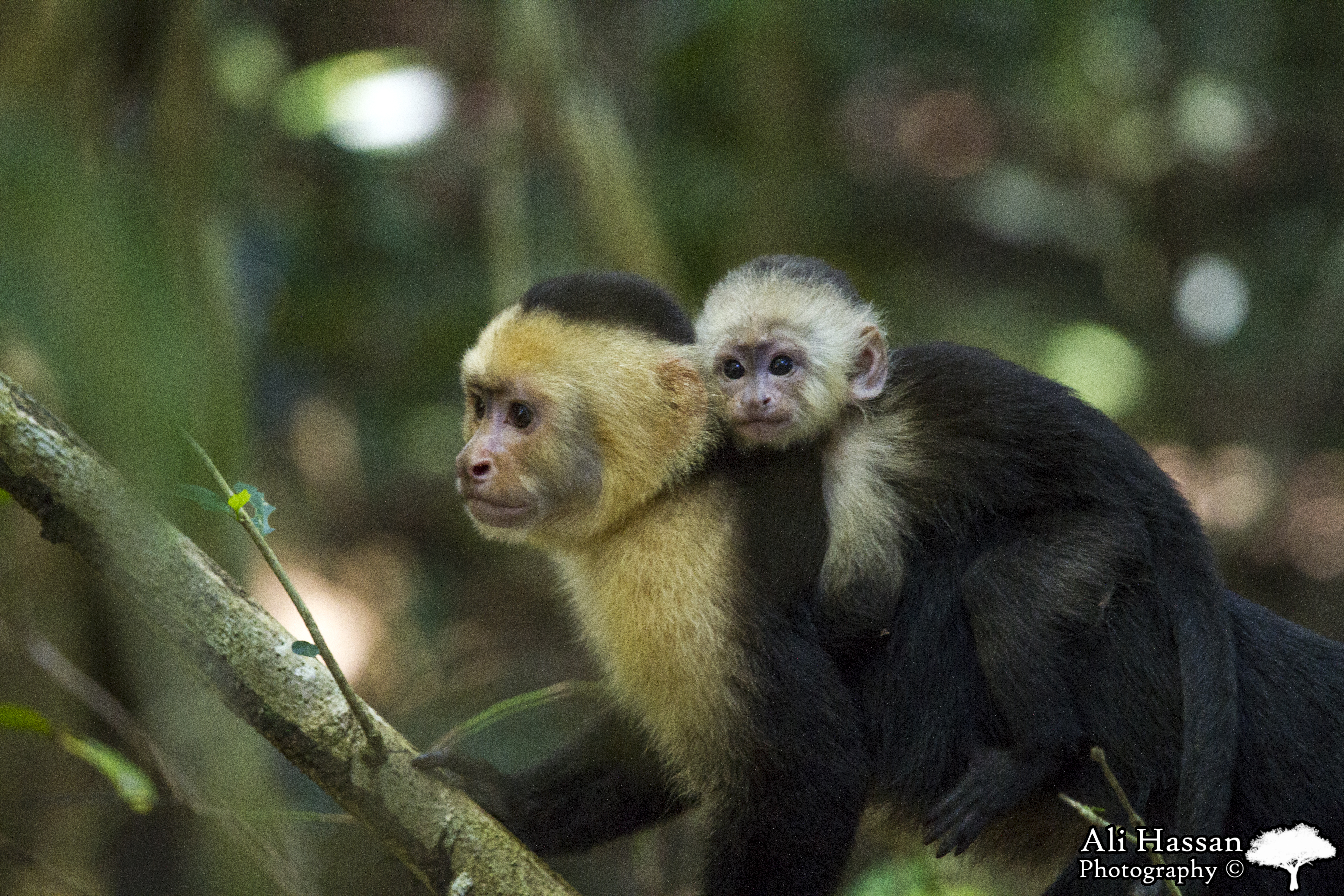 White Headed Monkeys