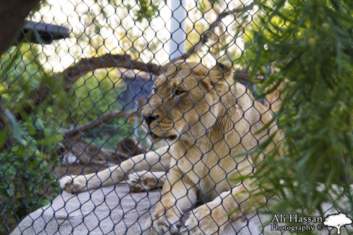 Image of a San Diego Zoo Tiger