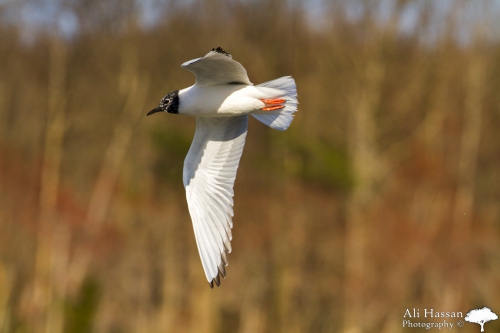 Occoquan bird